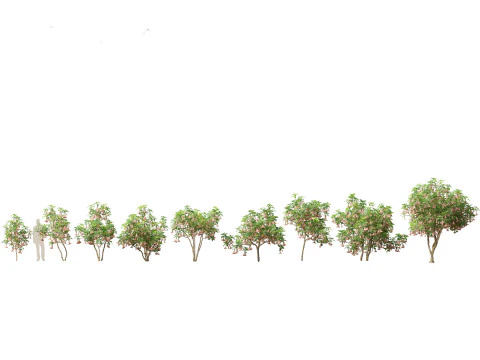 Pacchetto alberi arbusti da fiore temperati 54 Modello 3D