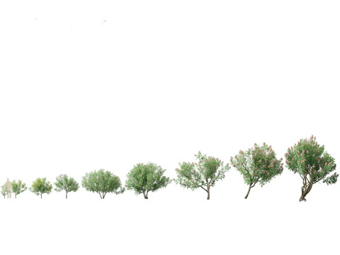 Pacchetto alberi arbusti da fiore temperati 54 Modello 3D