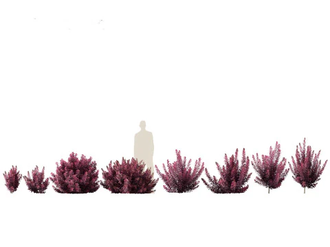 Pacchetto alberi arbusti da fiore temperati 54 Modello 3D