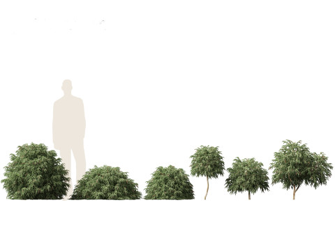 Paket Pohon Semak Berbunga Beriklim 54 Model 3D