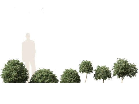 Pacchetto alberi arbusti da fiore temperati 54 Modello 3D