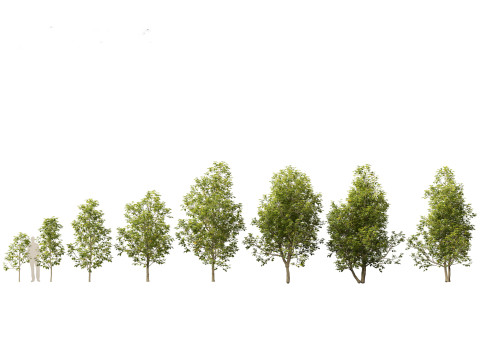 Paket Pohon Semak Berbunga Beriklim 54 Model 3D