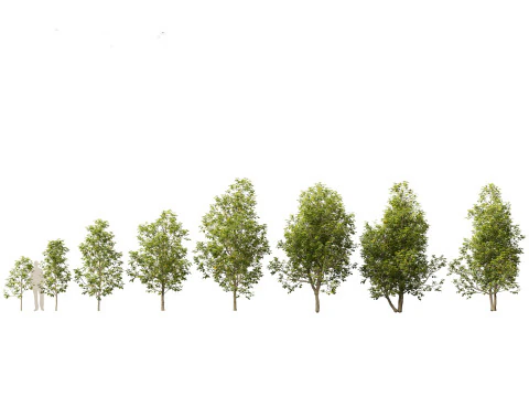 Pacchetto alberi arbusti da fiore temperati 54 Modello 3D