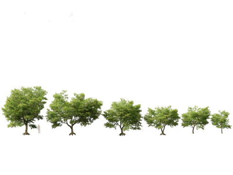 Pacchetto alberi arbusti da fiore temperati 54 Modello 3D