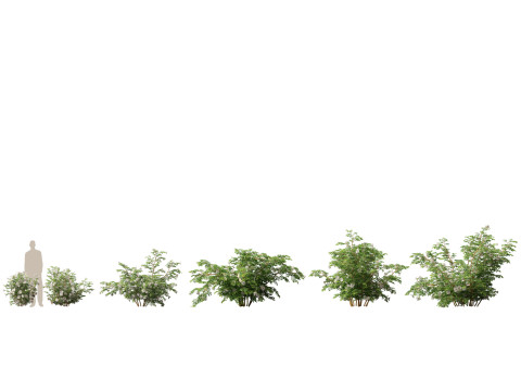 Paket Pohon Semak Berbunga Beriklim 54 Model 3D