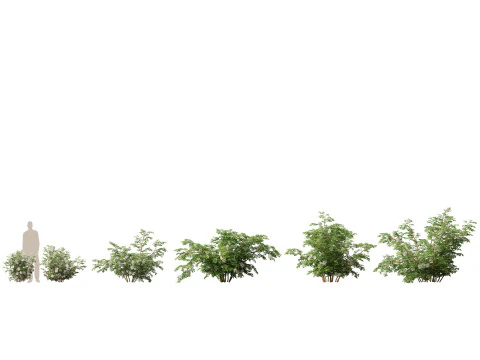 Pacchetto alberi arbusti da fiore temperati 54 Modello 3D