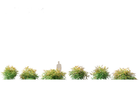 Paket Pohon Semak Berbunga Beriklim 54 Model 3D