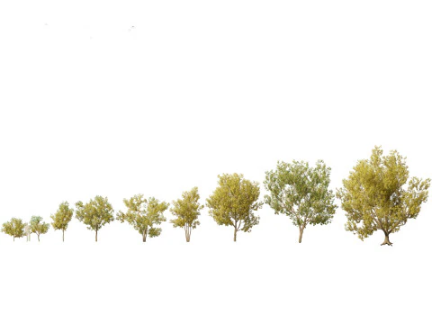 Pacchetto alberi arbusti da fiore temperati 54 Modello 3D