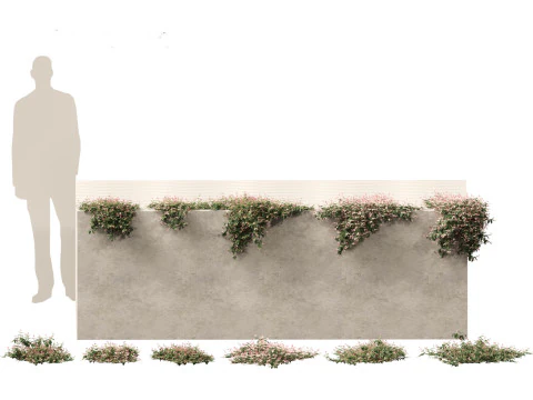 Pacchetto alberi arbusti da fiore temperati 54 Modello 3D