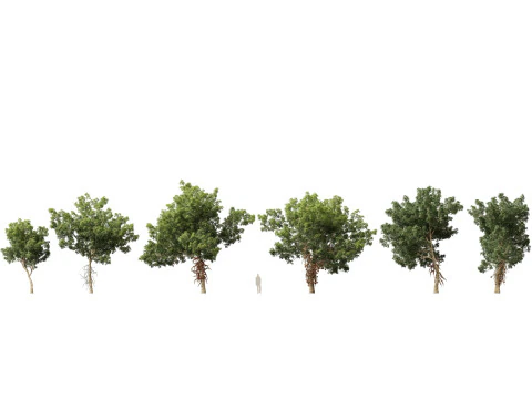 Pacchetto fioriture di giganti tropicali 01 Modello 3D