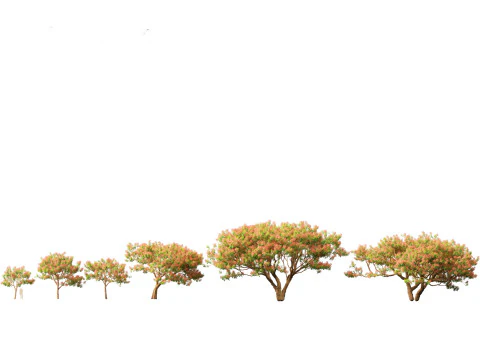 Pacchetto fioriture di giganti tropicali 01 Modello 3D