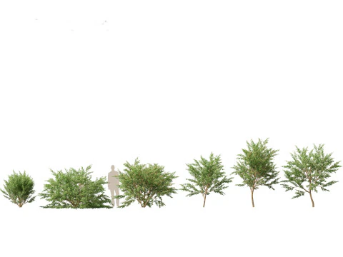 Pacchetto fioriture di giganti tropicali 01 Modello 3D