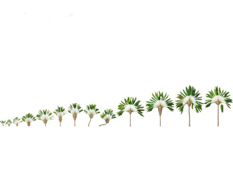 Pacchetto fioriture di giganti tropicali 01 Modello 3D