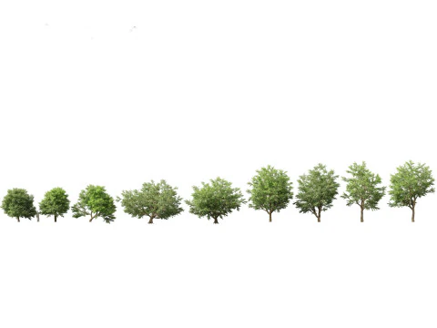 Pacchetto fioriture di giganti tropicali 01 Modello 3D