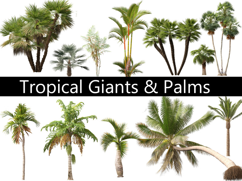 Tropical Giants Palms Pack 02 3D Model .c4d .max .obj .3ds .fbx .stl .blend 