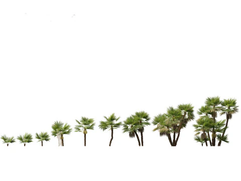 Tropical Giants Palms Pack 02 3D Model