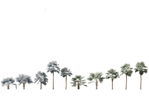 Tropical Giants Palms Pack 02 3D Model