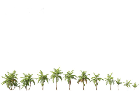 Tropical Giants Palms Pack 02 3D Model