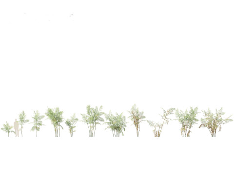 Tropical Giants Palms Pack 02 3D Model