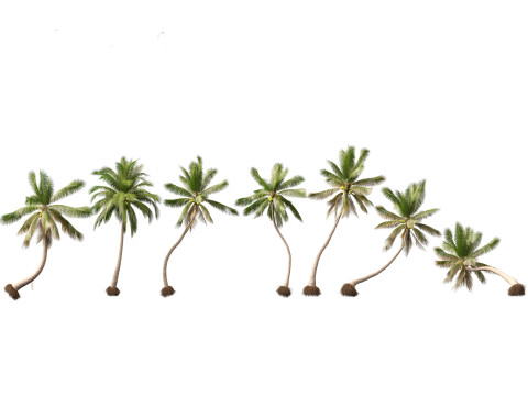 Tropical Giants Palms Pack 02 3D Model