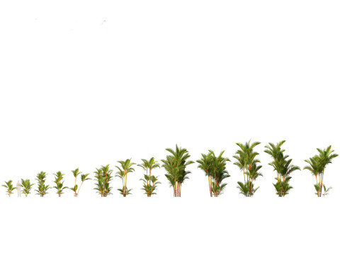 Tropical Giants Palms Pack 02 3D Model