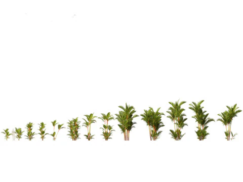 Tropical Giants Palms Pack 02 3D Model
