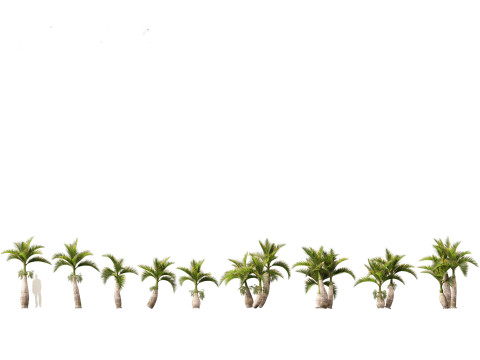 Tropical Giants Palms Pack 02 3D Model