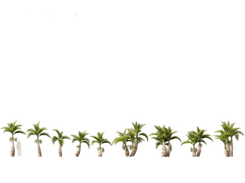 Tropical Giants Palms Pack 02 3D Model