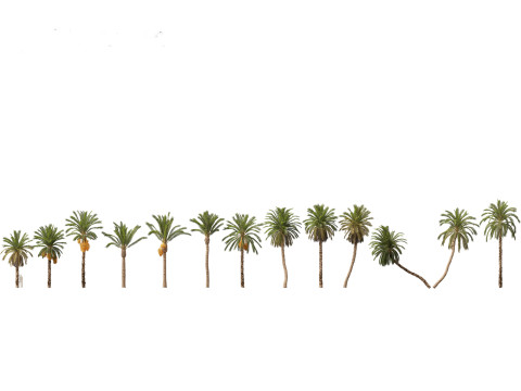 Tropical Giants Palms Pack 02 3D Model