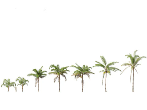 Tropical Giants Palms Pack 02 3D Model
