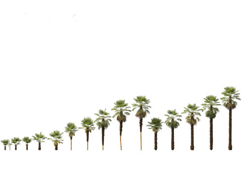 Tropical Giants Palms Pack 02 3D Model