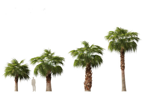Tropical Giants Palms Pack 02 3D Model