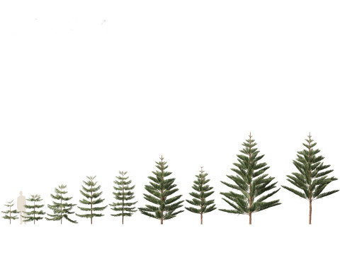 常绿针叶树包 05 3D 模型