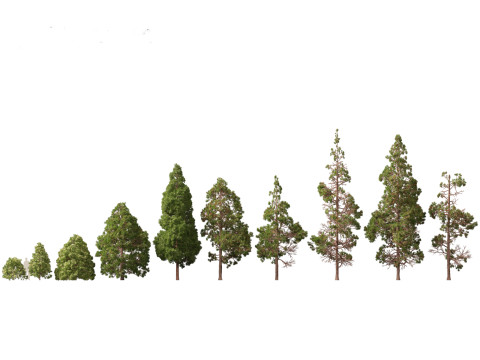 常绿针叶树包 05 3D 模型