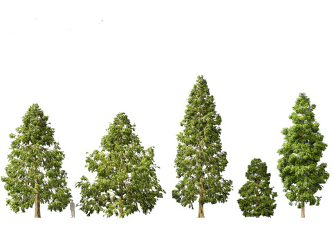 常绿针叶树包 05 3D 模型