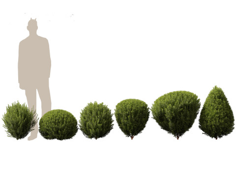 常绿针叶树包 05 3D 模型