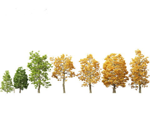 秋季色彩系列包 06 3D 模型