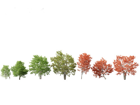 秋季色彩系列包 06 3D 模型