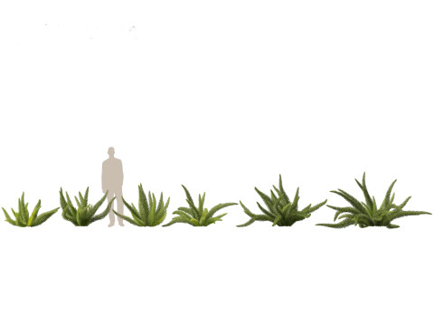 Pacchetto Piante da Giardino Ombra 08 Modello 3D