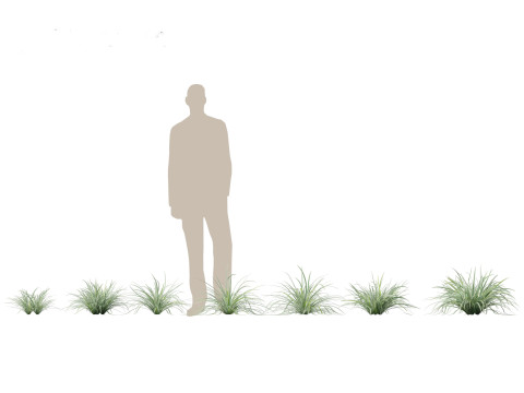 Pacchetto Piante da Giardino Ombra 08 Modello 3D