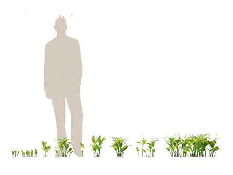 Pacchetto Piante da Giardino Ombra 08 Modello 3D