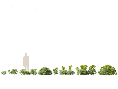 Pacchetto Piante da Giardino Ombra 08 Modello 3D