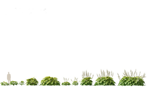 Pacchetto Piante da Giardino Ombra 08 Modello 3D