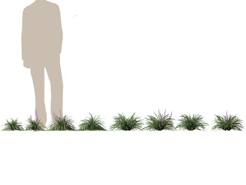 Shade Garden Plants Pack 08 3D Model