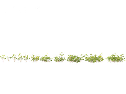 Pacchetto Piante da Giardino Ombra 08 Modello 3D