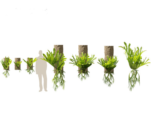 Pacchetto Piante da Giardino Ombra 08 Modello 3D