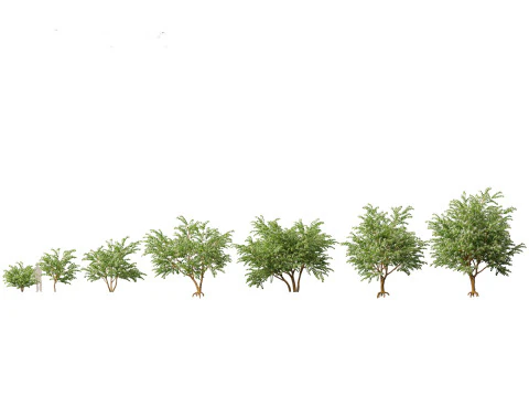 Pacchetto Fiori primaverili 10 Modello 3D