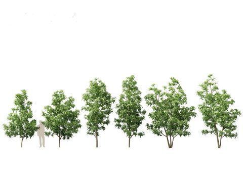 Spring Blossoms Pack 10 3D Model