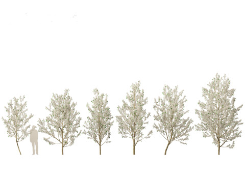 Spring Blossoms Pack 10 3D Model