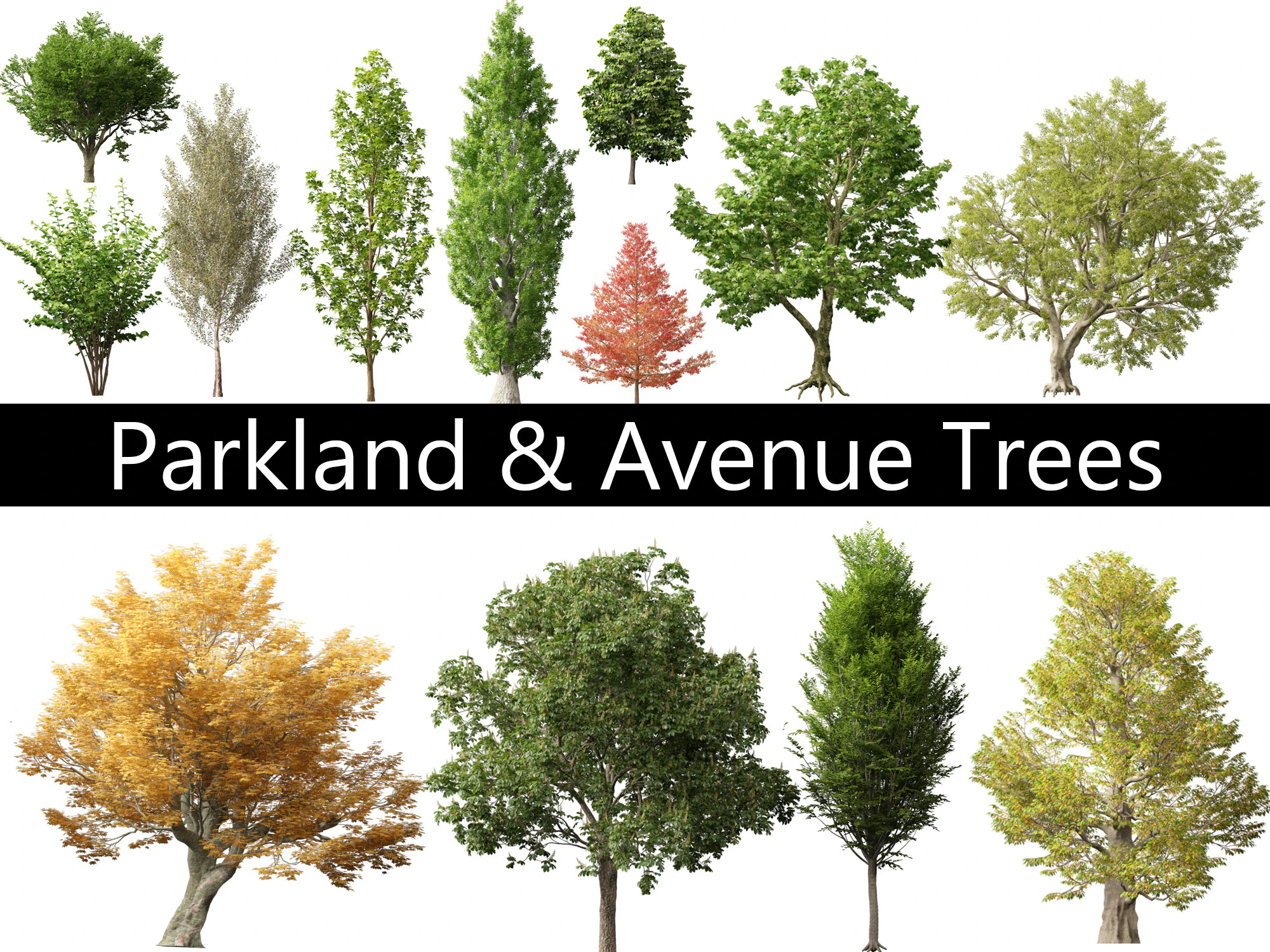 Parkland Avenue Trees Pack 12 3D Model .c4d .max .obj .3ds .fbx .stl .blend 